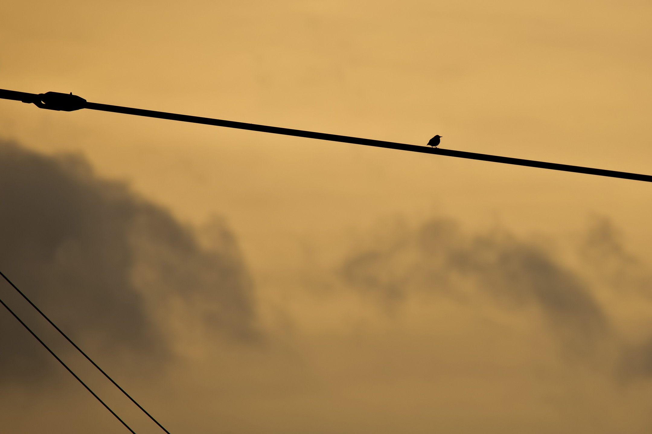 Amsel auf Baukran im Abendlicht